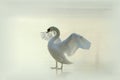 Swan on a misty frozen lake at sunrise Royalty Free Stock Photo