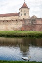 Swan in the moat of medieval Fagaras fortress, Brasov, Romania Royalty Free Stock Photo