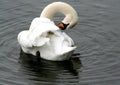 Swan - morning care for externality.