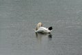 Swan - morning care for externality.