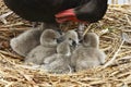 Swan mother and babies