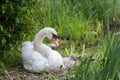 Swan mother with baby cygnet sitting in the brooding nest