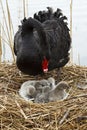 Swan mother and baby