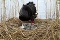 Swan mother and baby