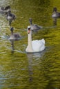 Swan mother and cygnets