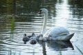 Swan mother and her seven 2-day-old babies on pond