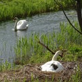 A little swan family: father, mother and two babies Royalty Free Stock Photo