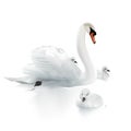 Swan Mother and swanlings.