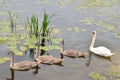 Swan mother with three kids