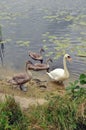 Swan mother with three kids