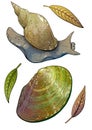 Swan mussel and Great pond snail illustration, drawing, colorful doodle vector