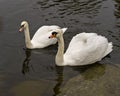 Swan Mute Stock Photo and Image. Couple close-up profile view swimming with blur background in their environment and habitat Royalty Free Stock Photo