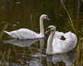 Swan Mute Stock Photo and Image. Couple close-up profile view swimming with blur background in their environment and habitat Royalty Free Stock Photo