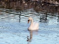 Swan in a natural park