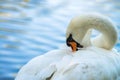 Swan nature bird lake summer color water live