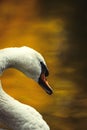 Swan nature bird lake summer color water live