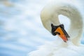 Swan nature bird lake summer color water live