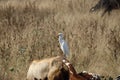 Swan nature goat portrait photography canon