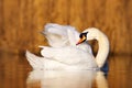 Swan in the nature habitat. mute swan, Cygnus olor, cleanig plumage in the water. Bird on the lake. Brow grass in the background.