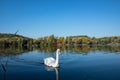 Swan near Biodiversum in the nature reserve Haff Reimech Royalty Free Stock Photo