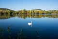 Swan near Biodiversum in the nature reserve Haff Reimech Royalty Free Stock Photo