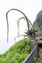 swan neck plant overlooking the Atlantic Ocean at the "VEU DE NOIVA" viewpoint on the island of Madeira