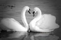 Swan necks forming love heart Royalty Free Stock Photo