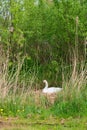 Swan on nest Royalty Free Stock Photo