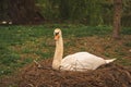 Swan nest animal ornithology wild life scenic view photography in moody park outside environment