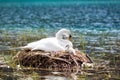 Swan nest in mountain lake. Mother bird and babies Royalty Free Stock Photo