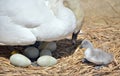Swan with nest of eggs