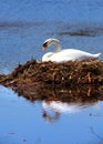 Swan in the nest