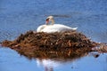 Swan in the nest Royalty Free Stock Photo