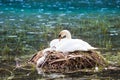 Swan nest in mountain lake. Mother bird and babies Royalty Free Stock Photo