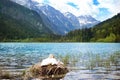 Swan nest in mountain lake. Mother bird and babies Royalty Free Stock Photo