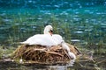 Swan nest in mountain lake. Mother bird and babies Royalty Free Stock Photo