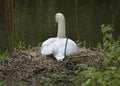 Swan on a nest Royalty Free Stock Photo