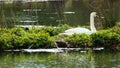 Swan on nest on small island.