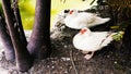 Swan on nest //Swan. White swans. Goose. Geese with young goslings on green grass. Bird swan, bird goose. Swan family walking on g Royalty Free Stock Photo
