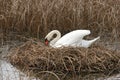 Swan nesting Royalty Free Stock Photo