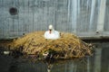 Swan nesting on a city canal/urban wildlife Royalty Free Stock Photo