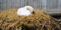 Close up of white swan nesting on a city canal/urban wildlife Royalty Free Stock Photo