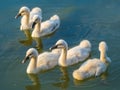 Five cute swan chicks on lake