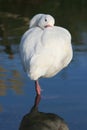 Swan on one leg Royalty Free Stock Photo