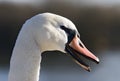 Swan with Open Beak