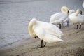 Swan with open wings