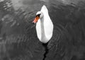 Swan with orange spout in black and white picture