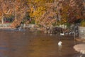 Swan and other waterfowl under autumn colored plane tree branch, Lugano Lake Royalty Free Stock Photo