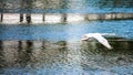 Swan over the lake Royalty Free Stock Photo