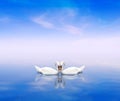 A swan pair on a blue background